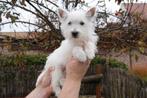 Westie pups met stamboom (West highland white terriër), Dieren en Toebehoren, Honden | Jack Russells en Terriërs, België, Overige rassen