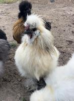 Gratis zijdehoen haan van 31 weekjes, Dieren en Toebehoren, Mannelijk, Kip