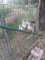 Ganzen, Dieren en Toebehoren