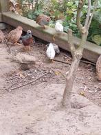 Jungle Bush kwartel, Dieren en Toebehoren, Vogels | Overige Vogels