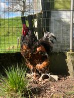 Brama, Dieren en Toebehoren, Pluimvee, Mannelijk, Kip
