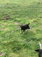 Dwergeiten, Dieren en Toebehoren, Schapen, Geiten en Varkens