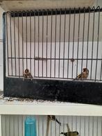 koppel distelvinken (bloem of elsputter), Dieren en Toebehoren, Vogels | Overige Vogels, Wildzangvogel