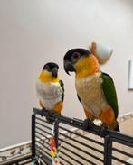 Handtamme zwartkop caiques te koop, Meerdere dieren, Papegaai, Geringd