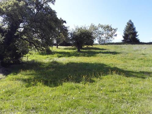 Prairie, Dieren en Toebehoren, Stalling en Weidegang, Weidegang, 1 paard of pony