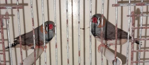 Zebravinken, Dieren en Toebehoren, Vogels | Overige Vogels, Tropenvogel, Mannelijk, Geringd