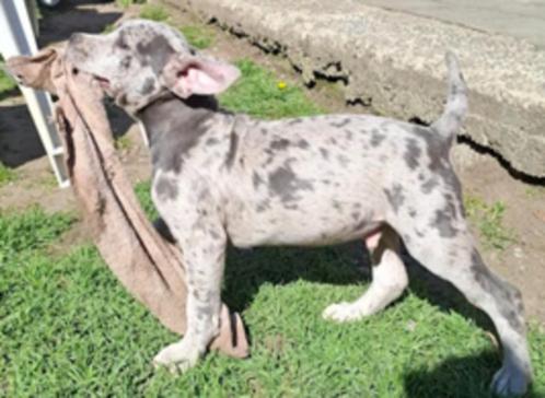 *MAG NEST VERLATEN* - Gekruiste Stafford PUP REU, Dieren en Toebehoren, Honden | Niet-rashonden, Middel, Reu, Fokker | Hobbymatig