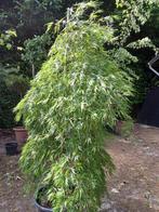 japanse esdoorn, Tuin en Terras, Ophalen, 100 tot 250 cm