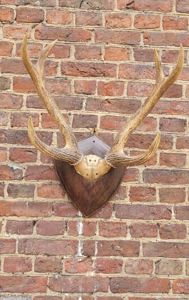 Bois de cerf écossais sur un bouclier épais - Royaume-Uni, Collections, Collections Animaux, Utilisé, Bois ou Tête, Cerf, Enlèvement