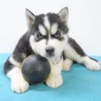 Husky - Belgisch pups te koop, België, Handelaar, CDV (hondenziekte), 8 tot 15 weken