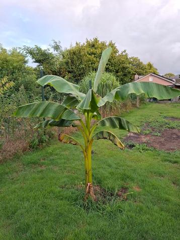 Bananenbomen!  beschikbaar voor biedingen