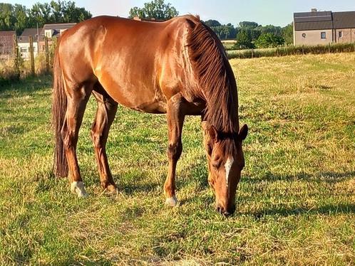 paard, Dieren en Toebehoren, Paarden, Ruin, Niet van toepassing, 160 tot 165 cm, 11 jaar of ouder, Recreatiepaard, Gechipt, Ontwormd