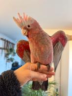 Handtamme rose kaketoe zoekt nieuwe thuis, Dieren en Toebehoren, Geslacht onbekend, Papegaai, Geringd