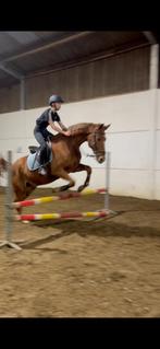 Verzorg pony/paard gezocht!, Dieren en Toebehoren