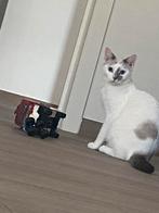 Leuke en speelse poes, Chatte ou Chat, À poils courts