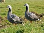 Keizerganzen / keizergans / gans / ganzen, Dieren en Toebehoren, Pluimvee, Meerdere dieren, Gans of Zwaan