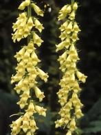 Biologische Geel Vingerhoedskruid Zaden, Tuin en Terras, Ophalen of Verzenden