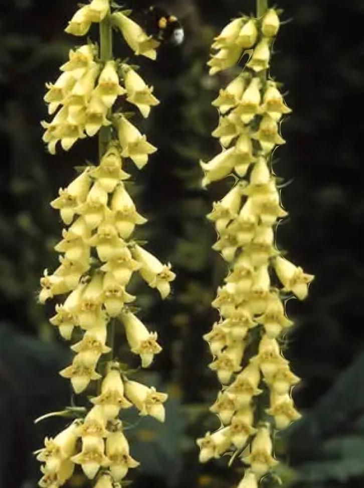 Biologische Geel Vingerhoedskruid Zaden, Tuin en Terras, Bloembollen en Zaden, Ophalen of Verzenden