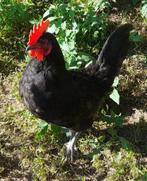 Hervehoen - hanen, Dieren en Toebehoren, Mannelijk
