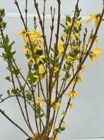 Forsythia, Enlèvement