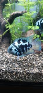 Polar bleu parrot chiclide, Dieren en Toebehoren, Vissen | Aquariumvissen