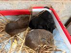 Cavia beertjes, Dieren en Toebehoren, Cavia, Augustus, Mannelijk, Tam