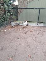 Kippen Amcock 6 hennen 1haan, Dieren en Toebehoren, Juni, Meerdere dieren