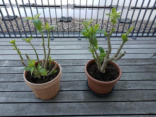 2 Brugmansia planten (wit - roze), Tuin en Terras, Planten | Tuinplanten, Ophalen