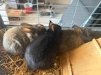 Lapins nain de 6 semaines., Dieren en Toebehoren, Konijnen, Dwerg