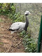 Jufferkraanvogel vrouw 2025, Femelle, Bagué