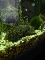 Ancistrus borstelneus hele grote, Dieren en Toebehoren, Vis, Zoetwatervis
