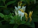 Chevrefeuille - jeune plante grimpante., Tuin en Terras, Planten | Tuinplanten, Vaste plant, Ophalen of Verzenden, Halfschaduw
