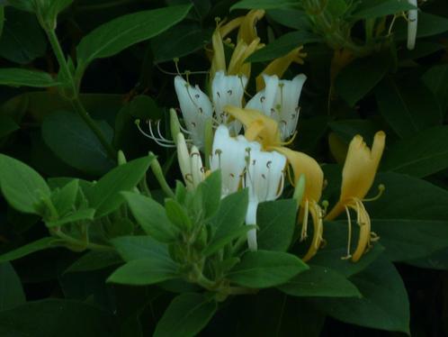Chevrefeuille - jeune plante grimpante., Tuin en Terras, Planten | Tuinplanten, Vaste plant, Klimplanten, Halfschaduw, Zomer, Ophalen of Verzenden