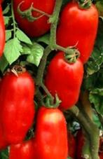 Plant de tomate Pomodori, Jardin & Terrasse, Bulbes & Semences, Enlèvement ou Envoi