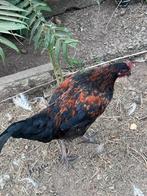 2 jonge hanen, Dieren en Toebehoren