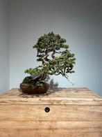 Bonsai Juniperus Sabina, Tuin en Terras, In pot, Minder dan 100 cm, Overige soorten, Volle zon