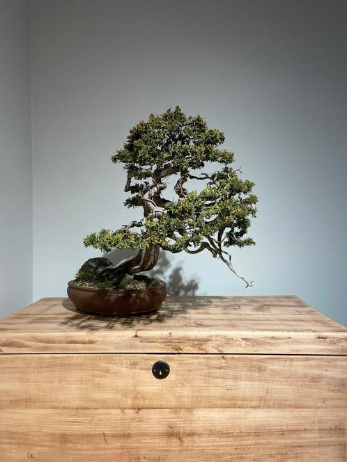 Bonsai Juniperus Sabina, Tuin en Terras, Planten | Bomen, Overige soorten, Minder dan 100 cm, Volle zon, In pot, Ophalen