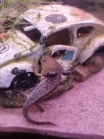 Axolotl, Animaux & Accessoires, Poissons | Poissons d'aquarium, Autres types, Poisson d'eau douce