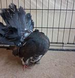 Pigeons queue de paon fantail Anglais exposit baguer 2025, Plusieurs animaux, Autres espèces