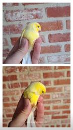 Geel kanariekoppel uit buitenvoilière 2025