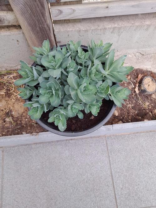 hemelsleutel, Tuin en Terras, Planten | Tuinplanten, Ophalen