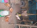 Kippen, Dieren en Toebehoren, Pluimvee, Meerdere dieren, Kip