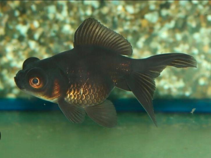 2 zwarte sluierstaarten, Animaux & Accessoires, Poissons | Poissons d'aquarium