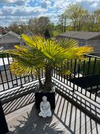 Palmplant, Tuin en Terras, Planten | Bomen, In pot, Ophalen