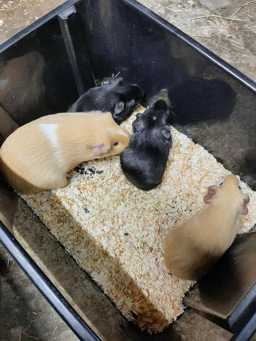 Rascavia beren / mannetjes, Dieren en Toebehoren, Knaagdieren, Mannelijk, Cavia, Tam