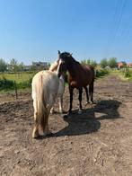 Weidegenootje gezocht, Weidegang, 2 of 3 paarden of pony's