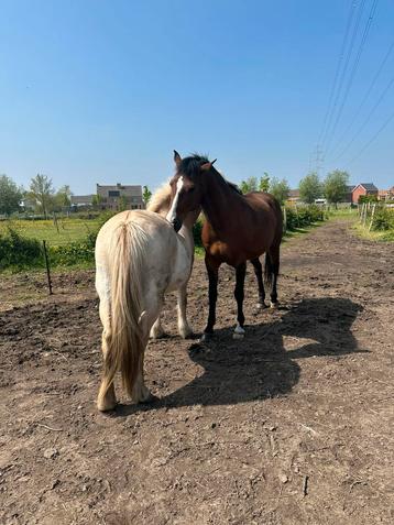 Weidegenootje gezocht, Pâturage, 2 ou 3 chevaux ou poneys