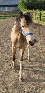 ZEER UNIEK en mega gaaf valkbonte jaarling! Evt inruil, Dieren en Toebehoren, Gechipt, Springpony, 0 tot 2 jaar, Hengst