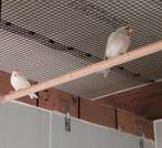 Koppel barmsijzen 2025, Dieren en Toebehoren, Vogels | Overige Vogels