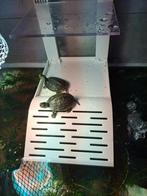 Waterschildpadjes met aquarium te koop, Dieren en Toebehoren, Ophalen, Leeg aquarium